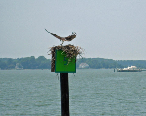 Choptank Cruise